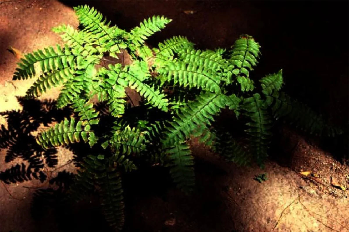 เฟินก้านดำ มนต์เสน่ห์ที่หลงใหล