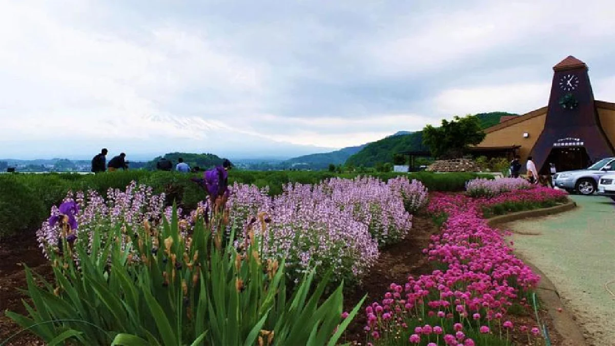 สุดยอด ประสบการณ์ชมฟูจิ เมืองคาวากุจิโกะ ประเทศญี่ปุ่น