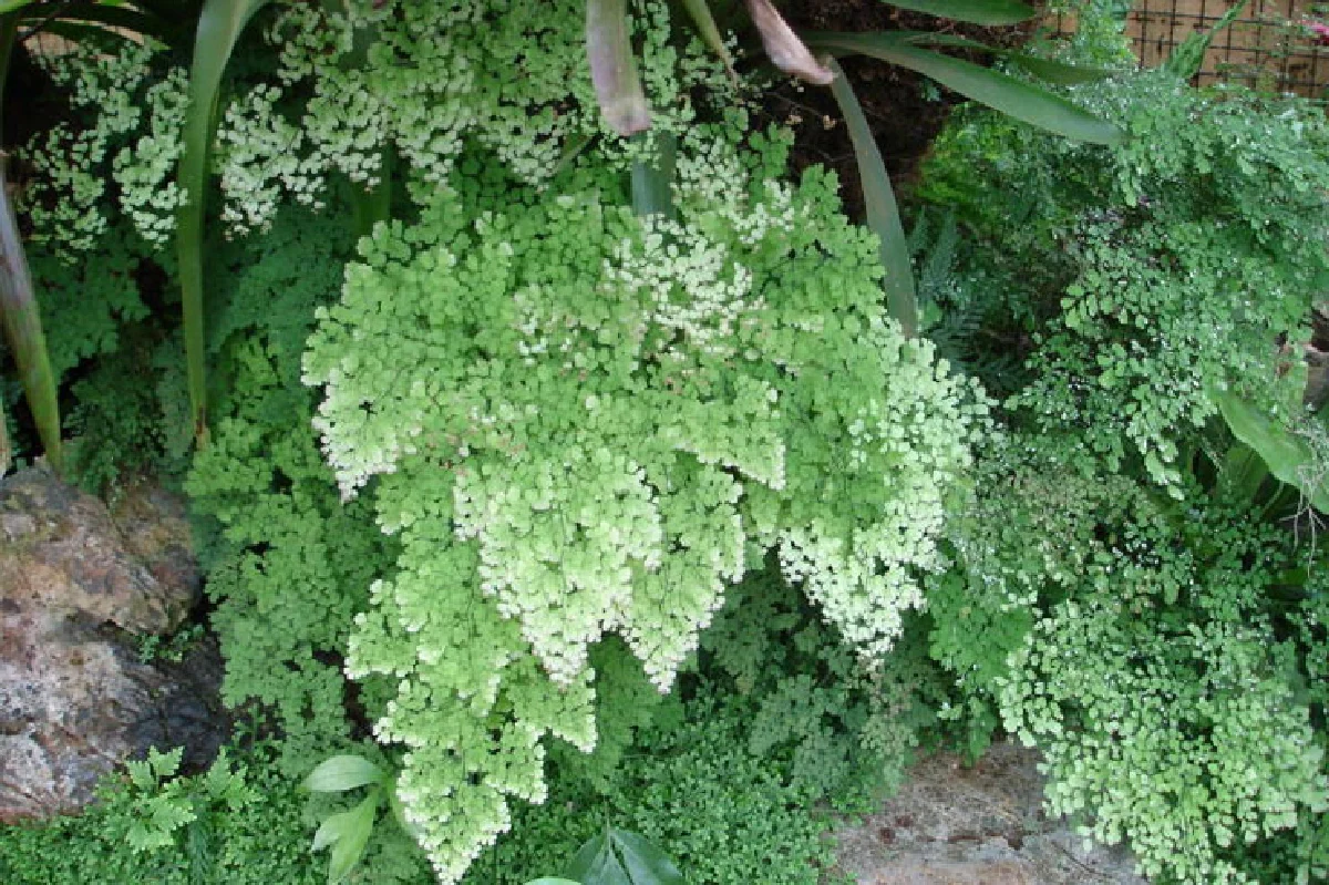 เฟินก้านดำ มนต์เสน่ห์ที่หลงใหล