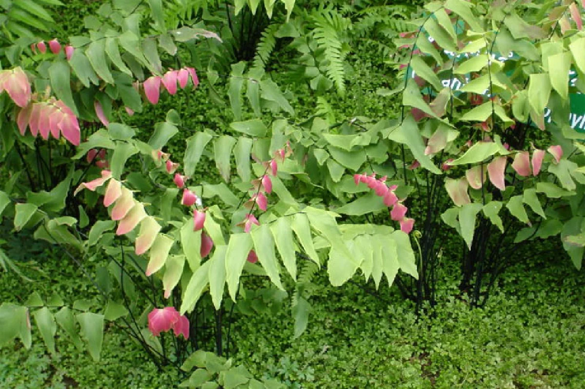 เฟินก้านดำ มนต์เสน่ห์ที่หลงใหล