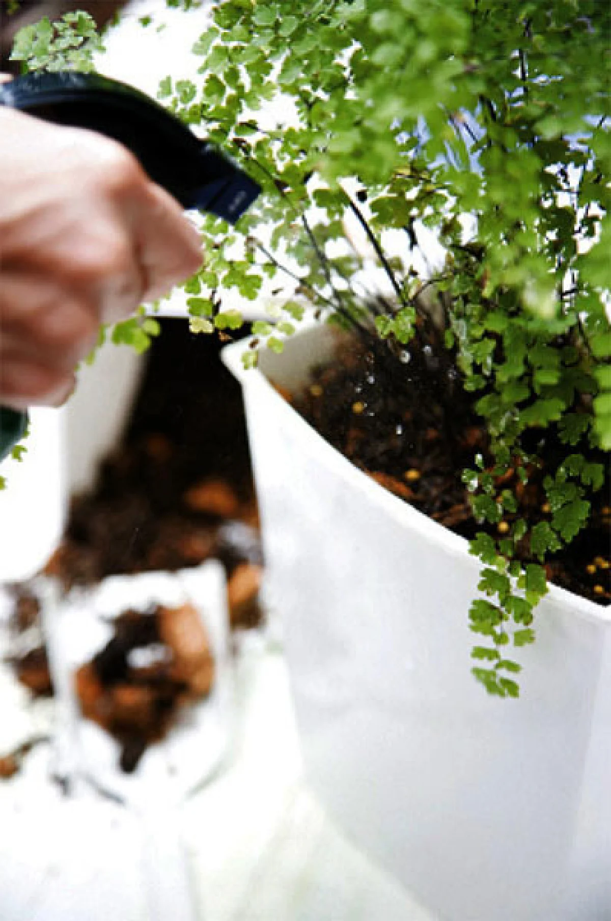 เฟินก้านดำ มนต์เสน่ห์ที่หลงใหล