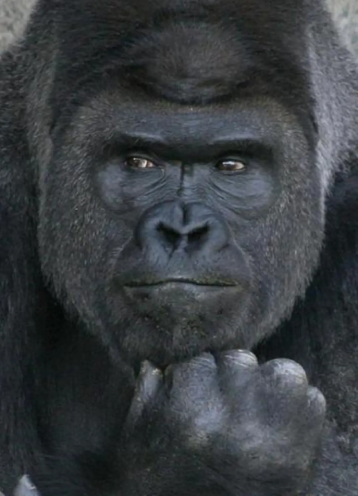 เลิศ!กอริลลาหล่อที่สุดในญี่ปุ่น มีอัลบั้มรูปเป็นของตัวเองแล้ว! (ชมภาพ)