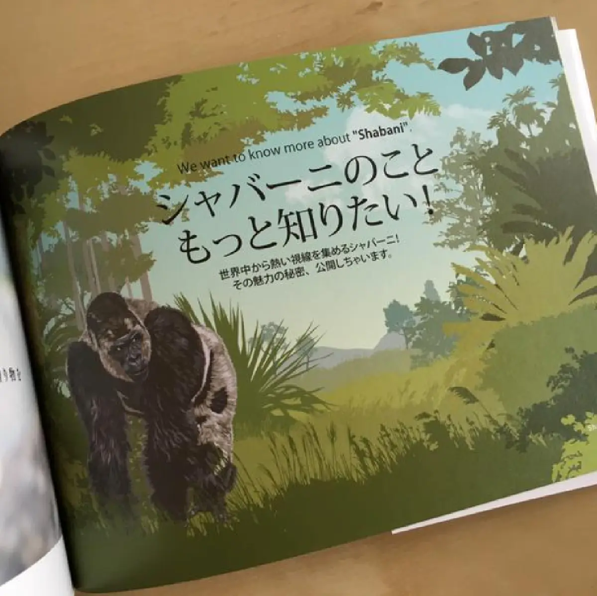 เลิศ!กอริลลาหล่อที่สุดในญี่ปุ่น มีอัลบั้มรูปเป็นของตัวเองแล้ว! (ชมภาพ)