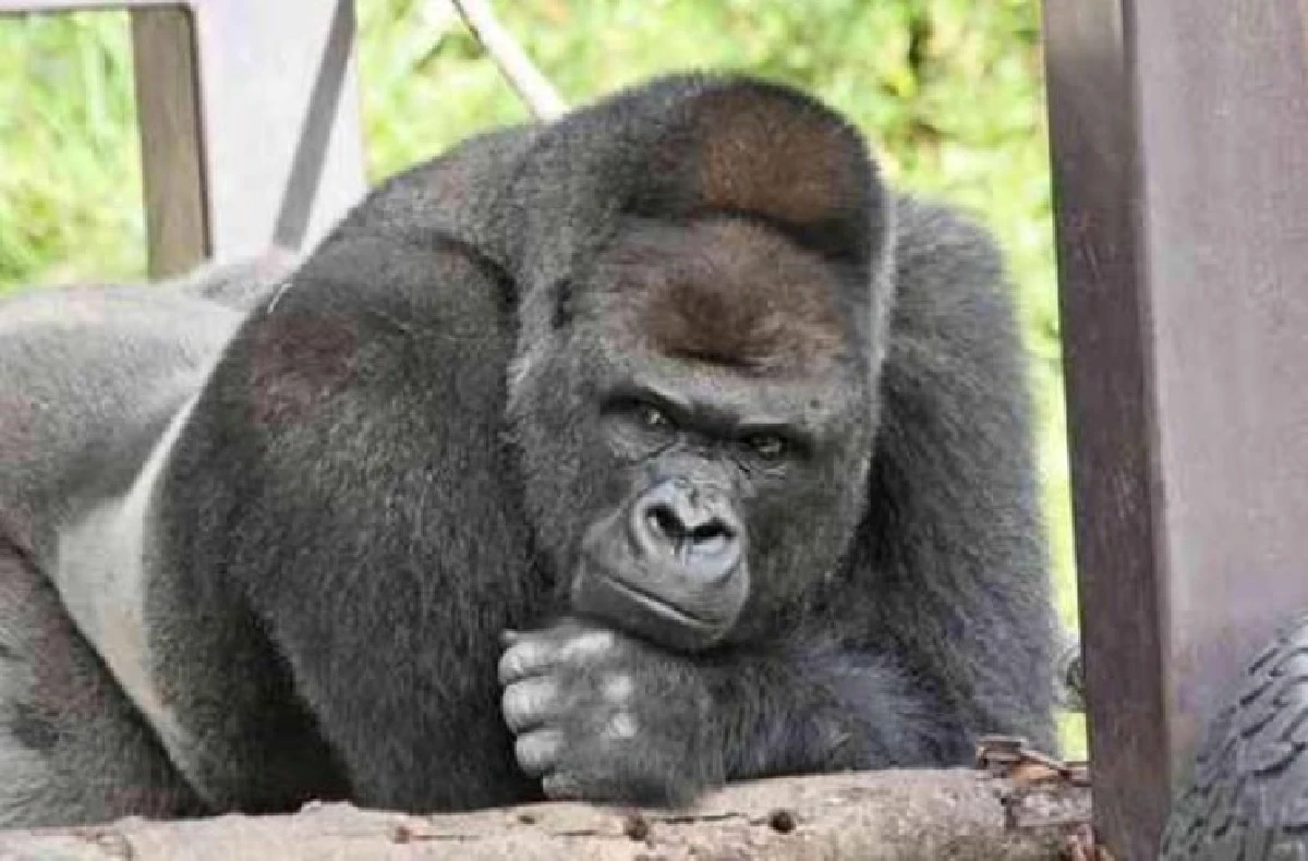 เลิศ!กอริลลาหล่อที่สุดในญี่ปุ่น มีอัลบั้มรูปเป็นของตัวเองแล้ว! (ชมภาพ)