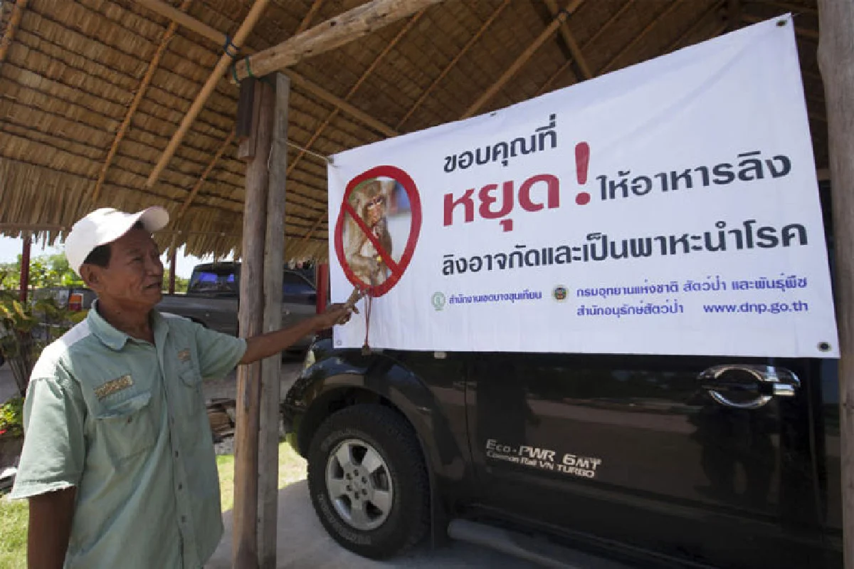 สงครามขยายเผ่าพันธุ์ ระวังลิงจรจัดบุกเมือง