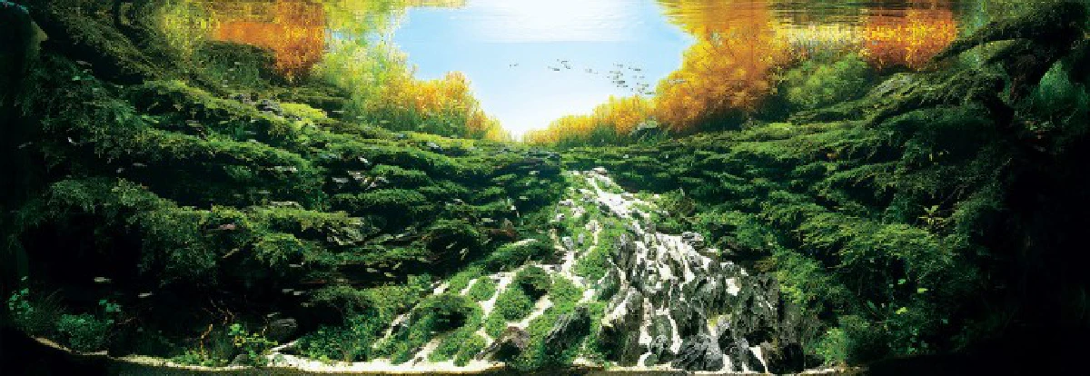 สุดอลังการ!ชมภาพประกวดตู้ปลาชิงแชมป์โลก2015