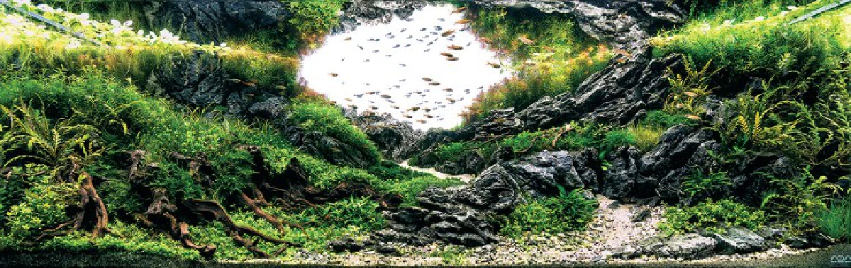 สุดอลังการ!ชมภาพประกวดตู้ปลาชิงแชมป์โลก2015