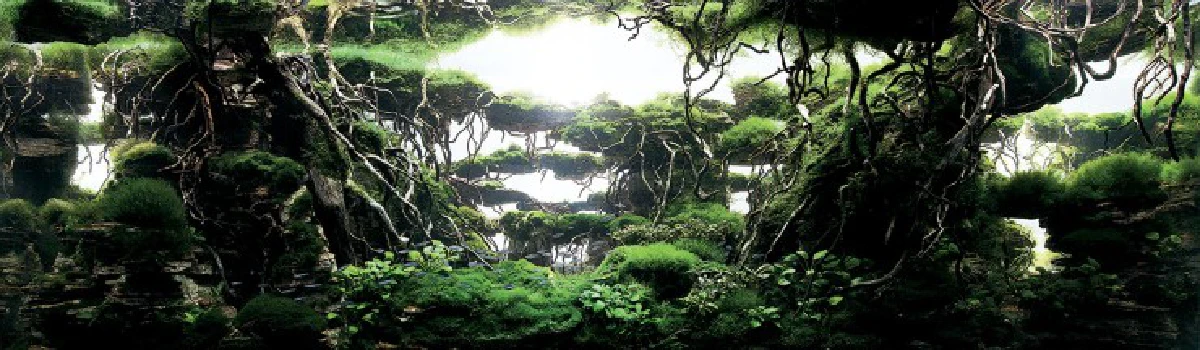 สุดอลังการ!ชมภาพประกวดตู้ปลาชิงแชมป์โลก2015