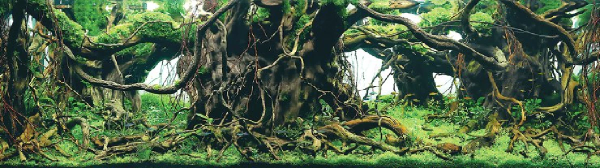 สุดอลังการ!ชมภาพประกวดตู้ปลาชิงแชมป์โลก2015