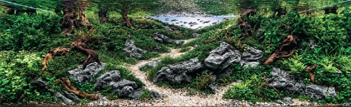 สุดอลังการ!ชมภาพประกวดตู้ปลาชิงแชมป์โลก2015