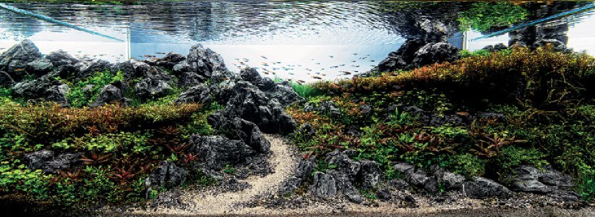 สุดอลังการ!ชมภาพประกวดตู้ปลาชิงแชมป์โลก2015