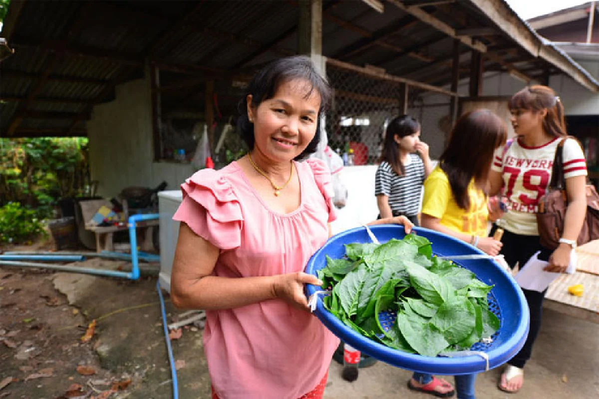ชาผักหวานป่า ผลิตภัณฑ์ชุมชนเพื่อสุขภาพ