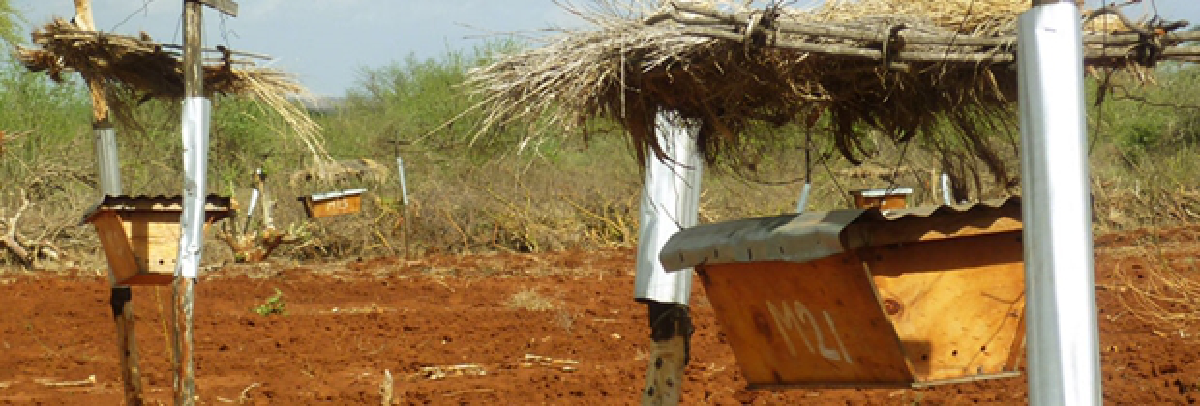 Bees, not electric fences, keeping elephants away