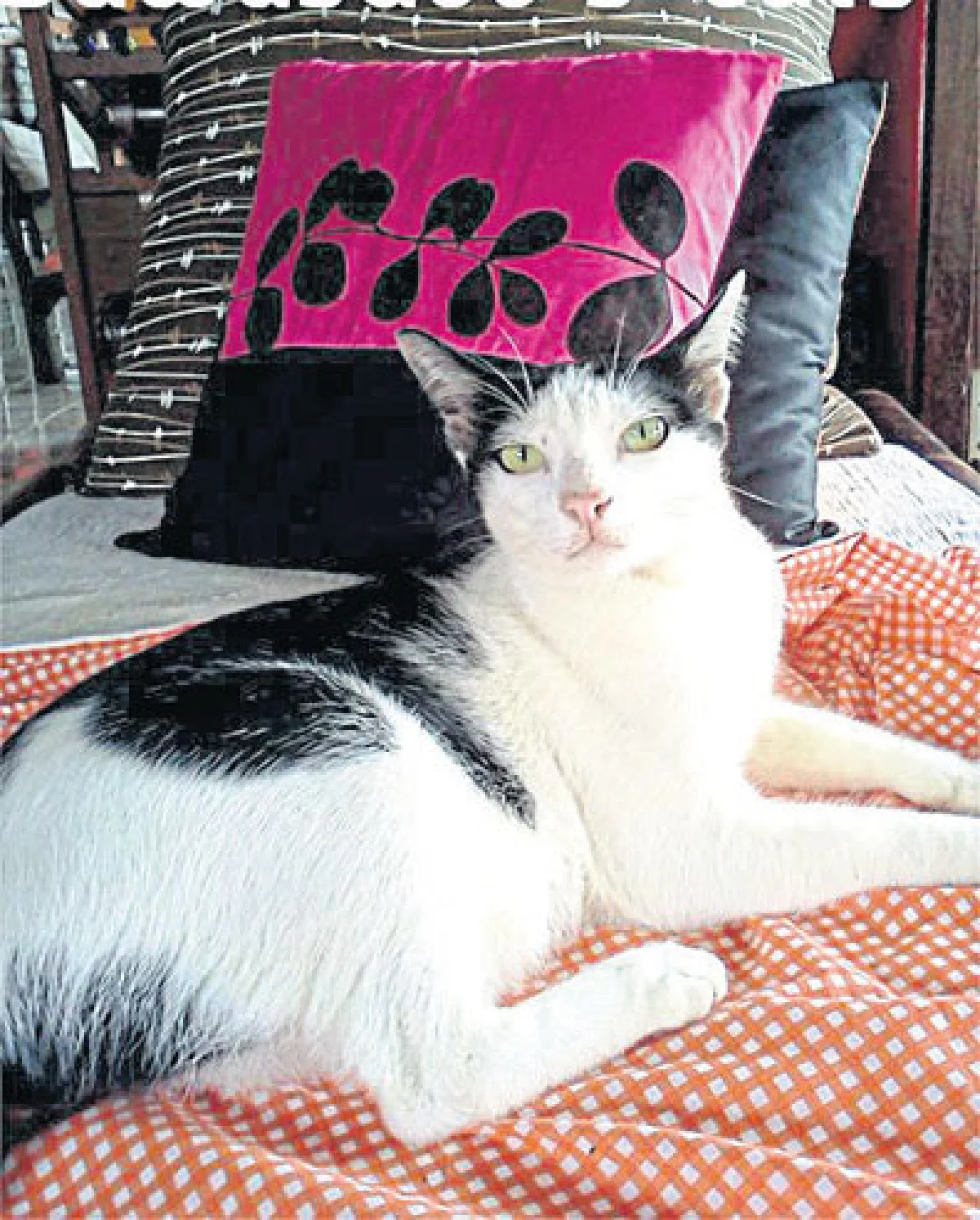 อาณาจักรคนรักแมว ‘สวัสดีเชียงราย แคท คาเฟ่’