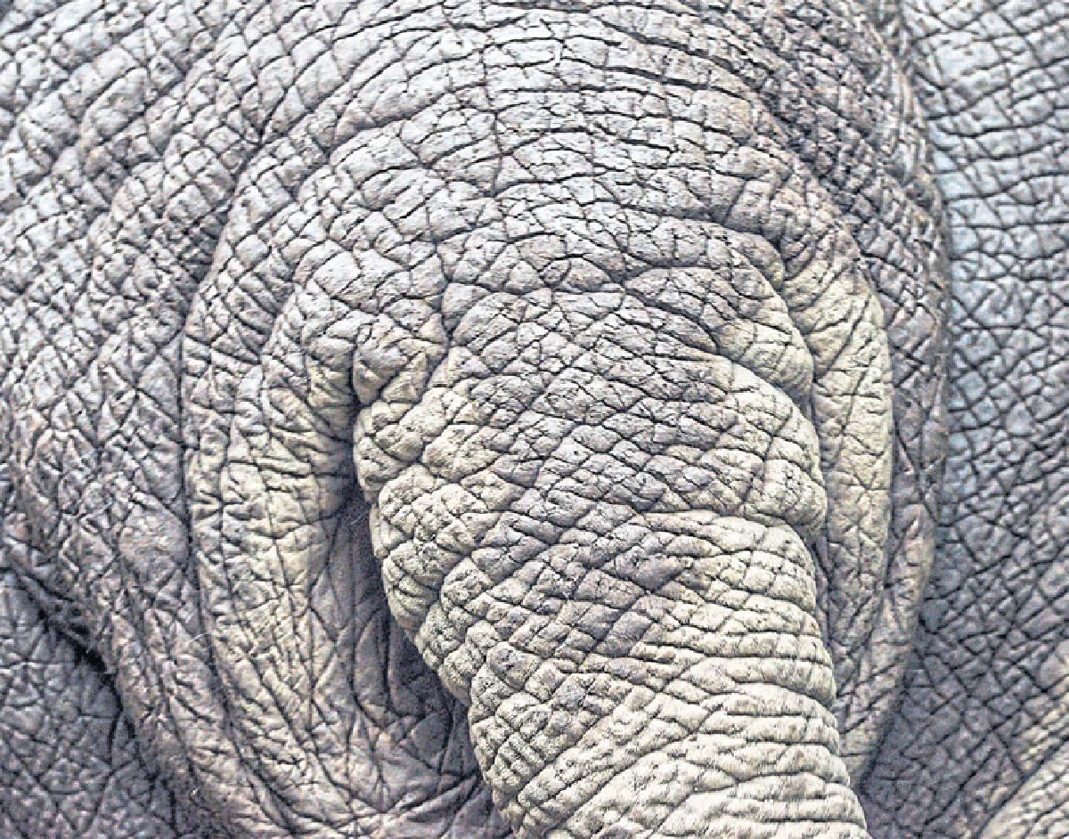 กลางโขลงช้าง