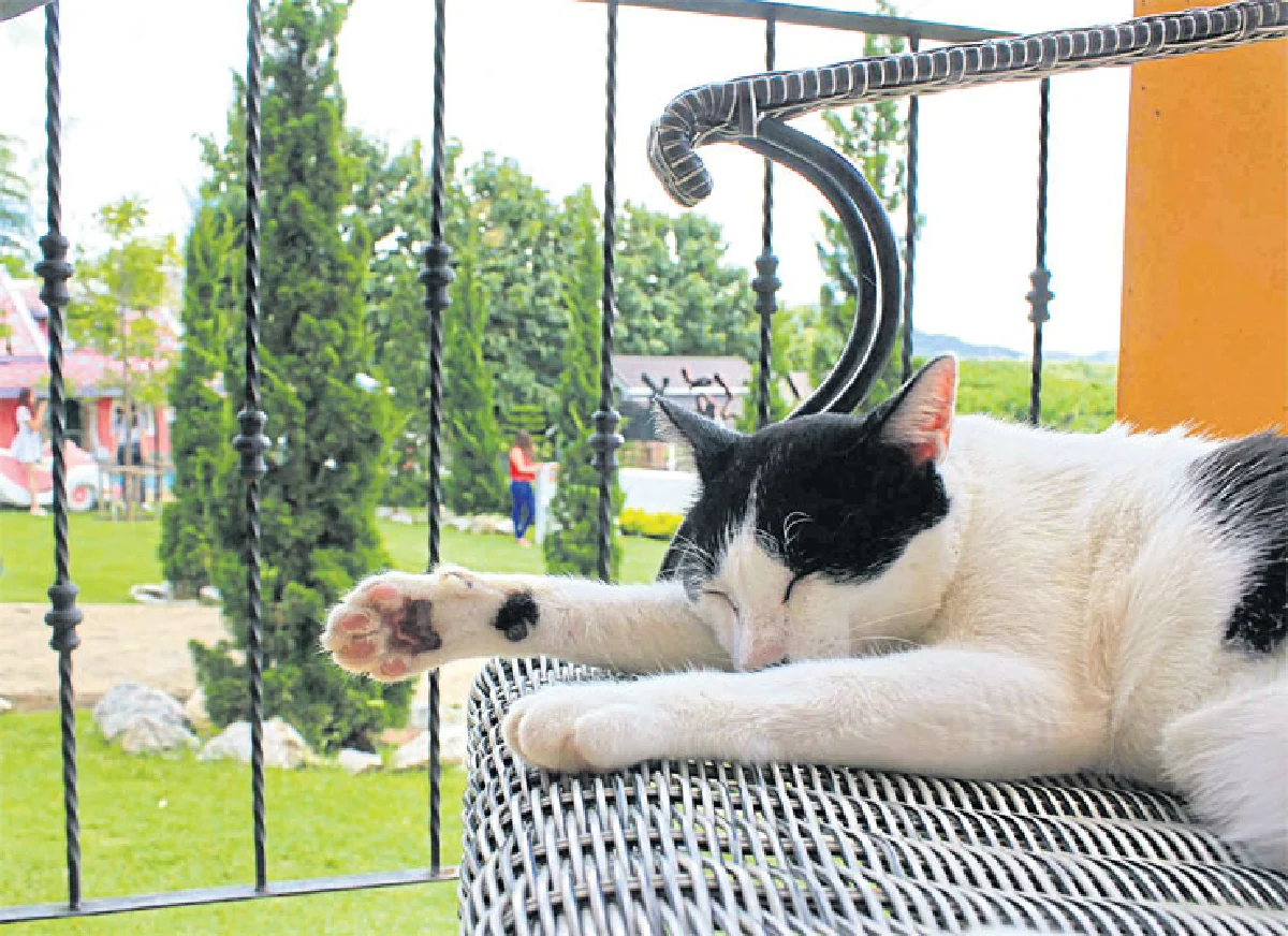 อาณาจักรคนรักแมว ‘สวัสดีเชียงราย แคท คาเฟ่’