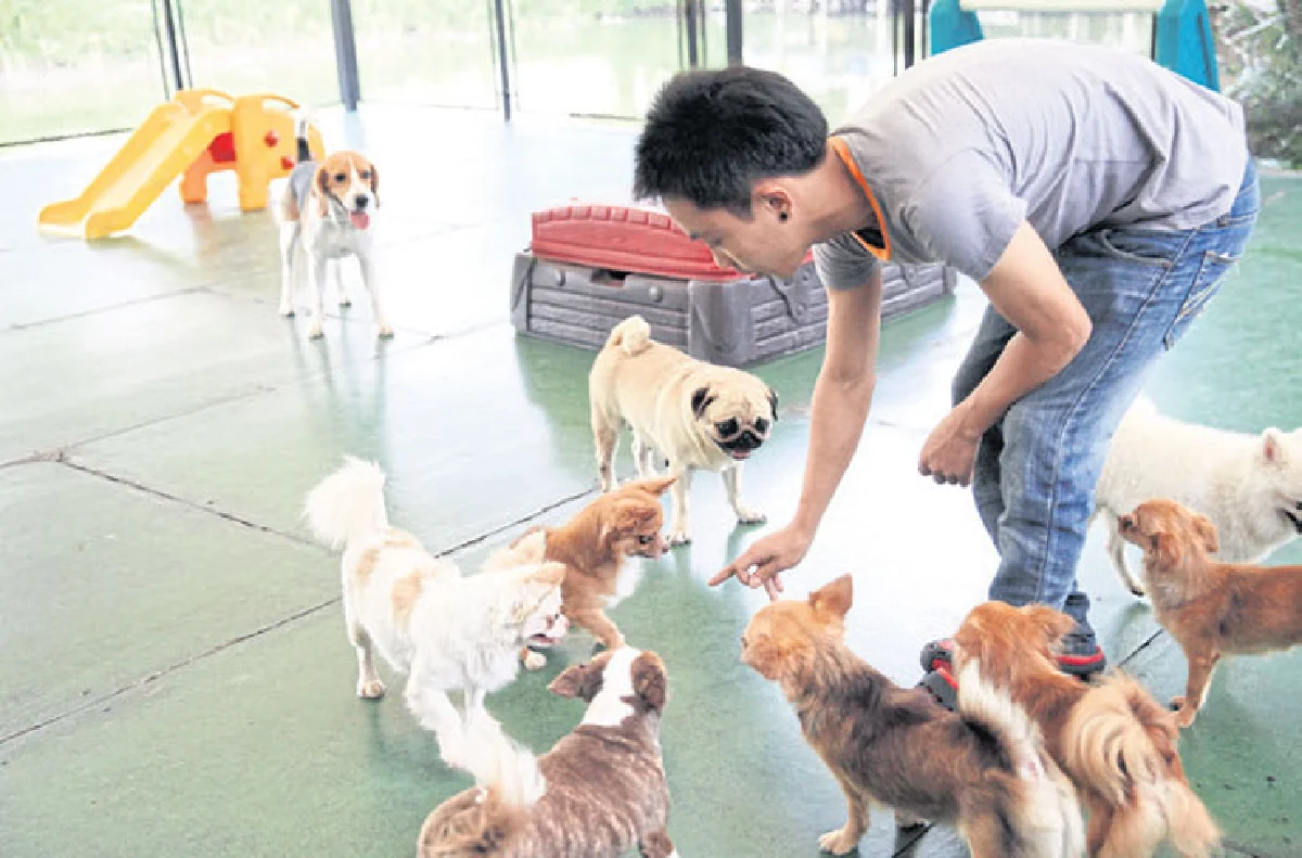 เดอะ เพ็ท แคร์ โรงเรียนจอมป่วน