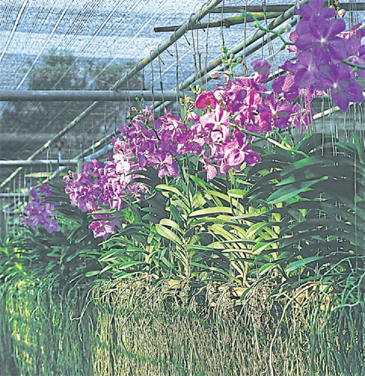 ปลูกสวน ในบ้านง่ายๆ...