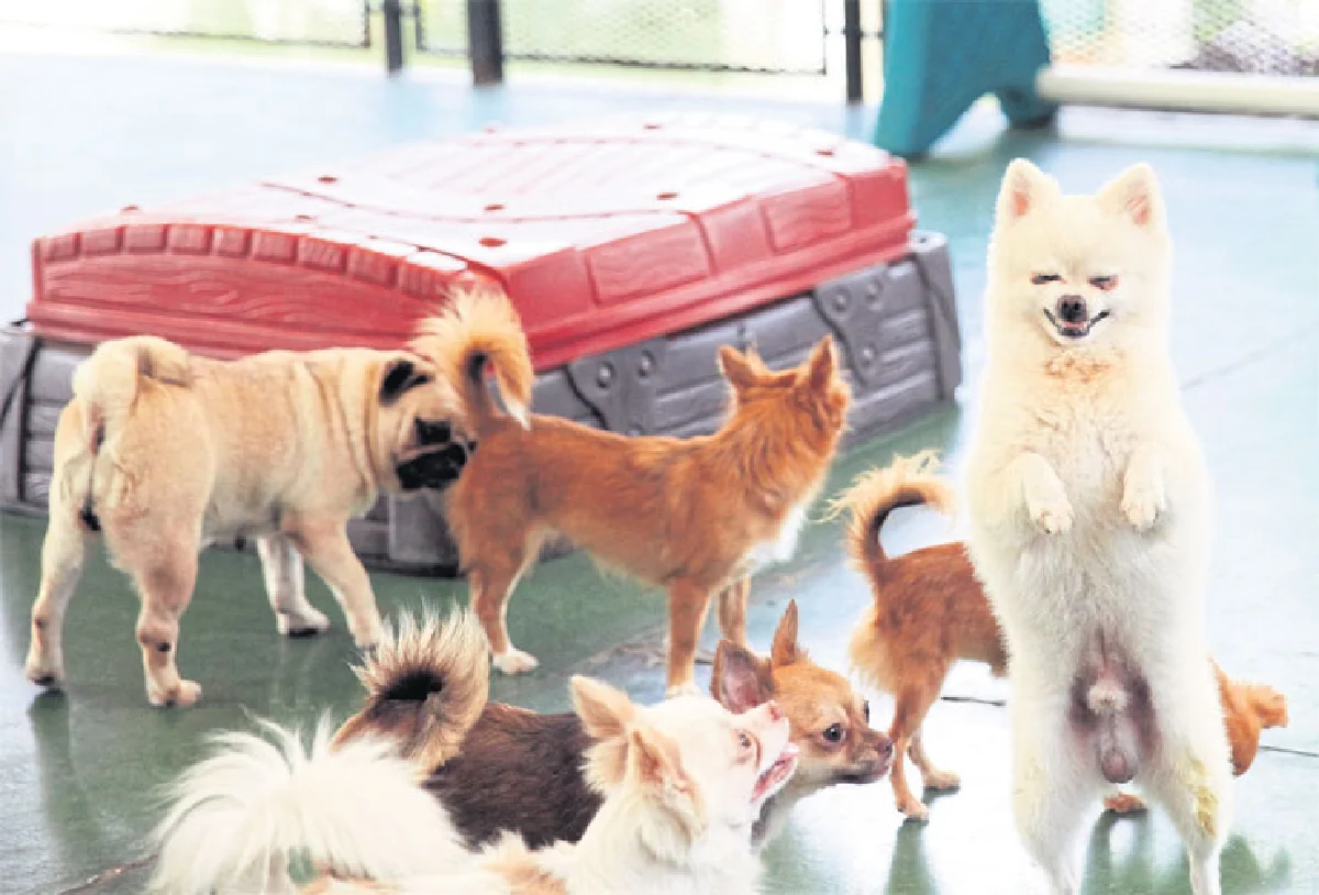 เดอะ เพ็ท แคร์ โรงเรียนจอมป่วน