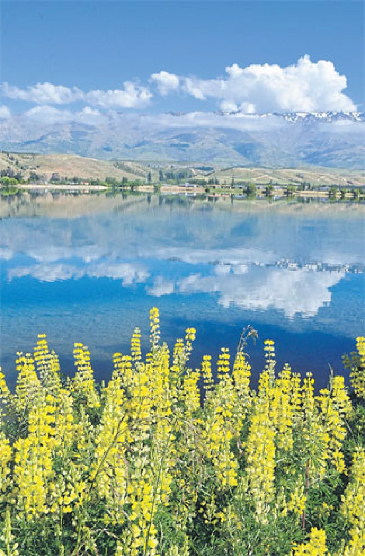 หัวใจเต้นถี่ที่ เกาะใต้นิวซีแลนด์