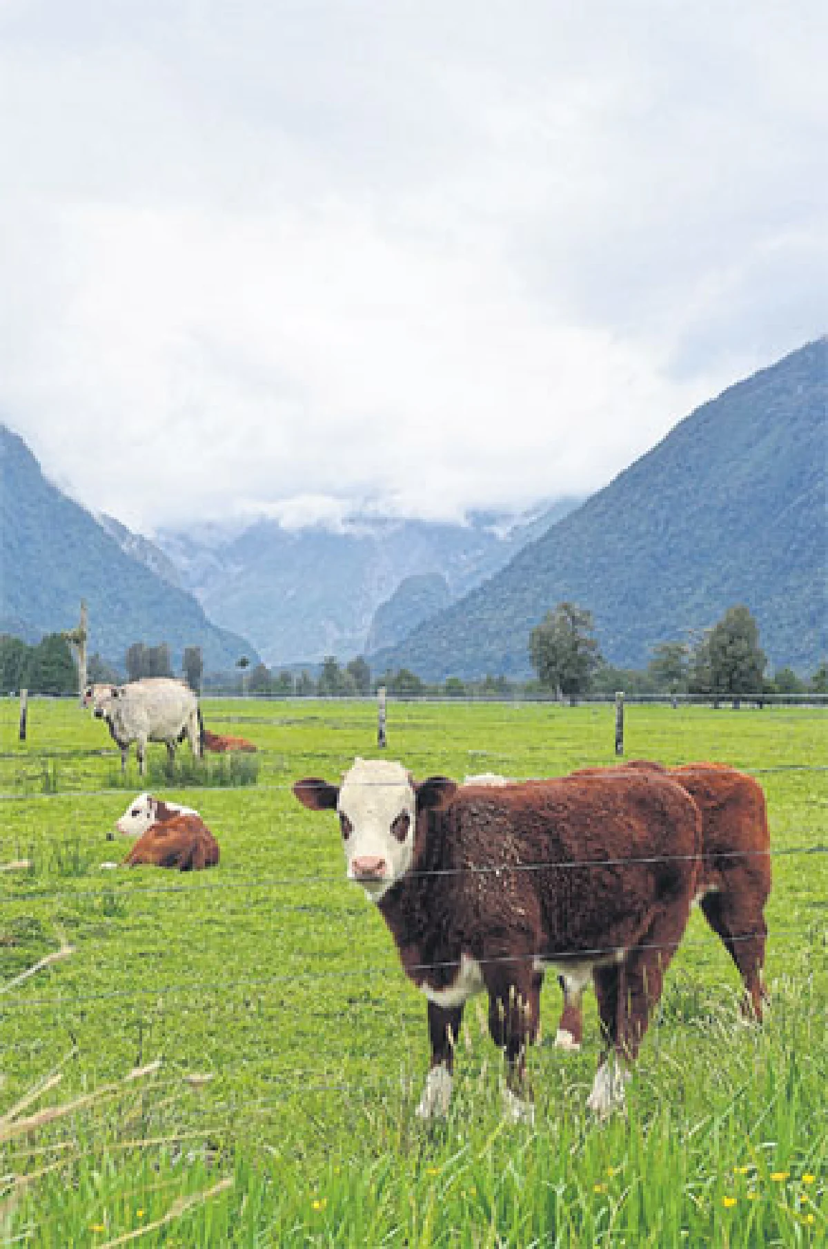 หัวใจเต้นถี่ที่ เกาะใต้นิวซีแลนด์