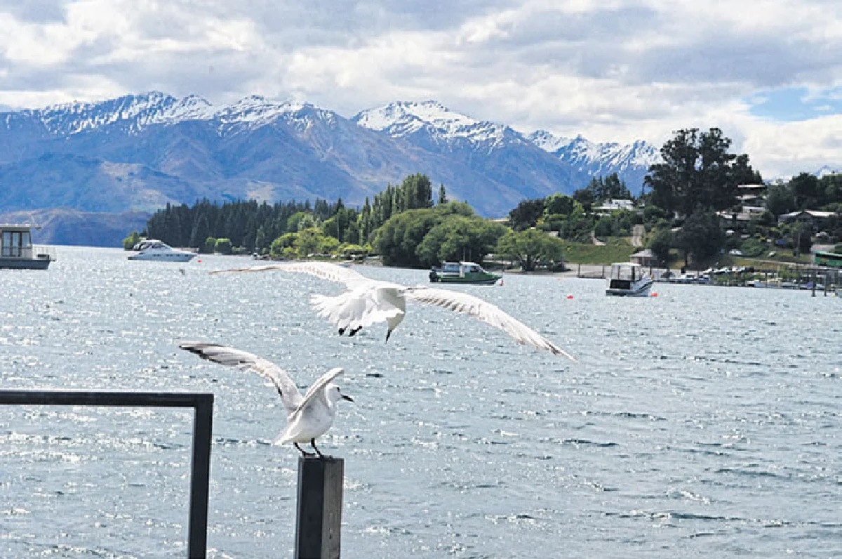 หัวใจเต้นถี่ที่ เกาะใต้นิวซีแลนด์