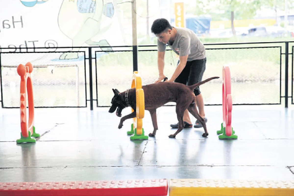 เดอะ เพ็ท แคร์ โรงเรียนจอมป่วน