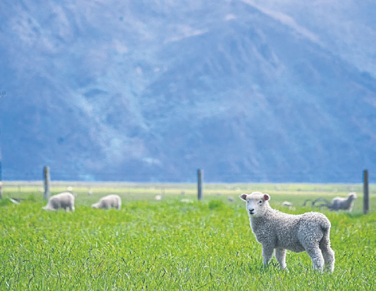 หัวใจเต้นถี่ที่ เกาะใต้นิวซีแลนด์