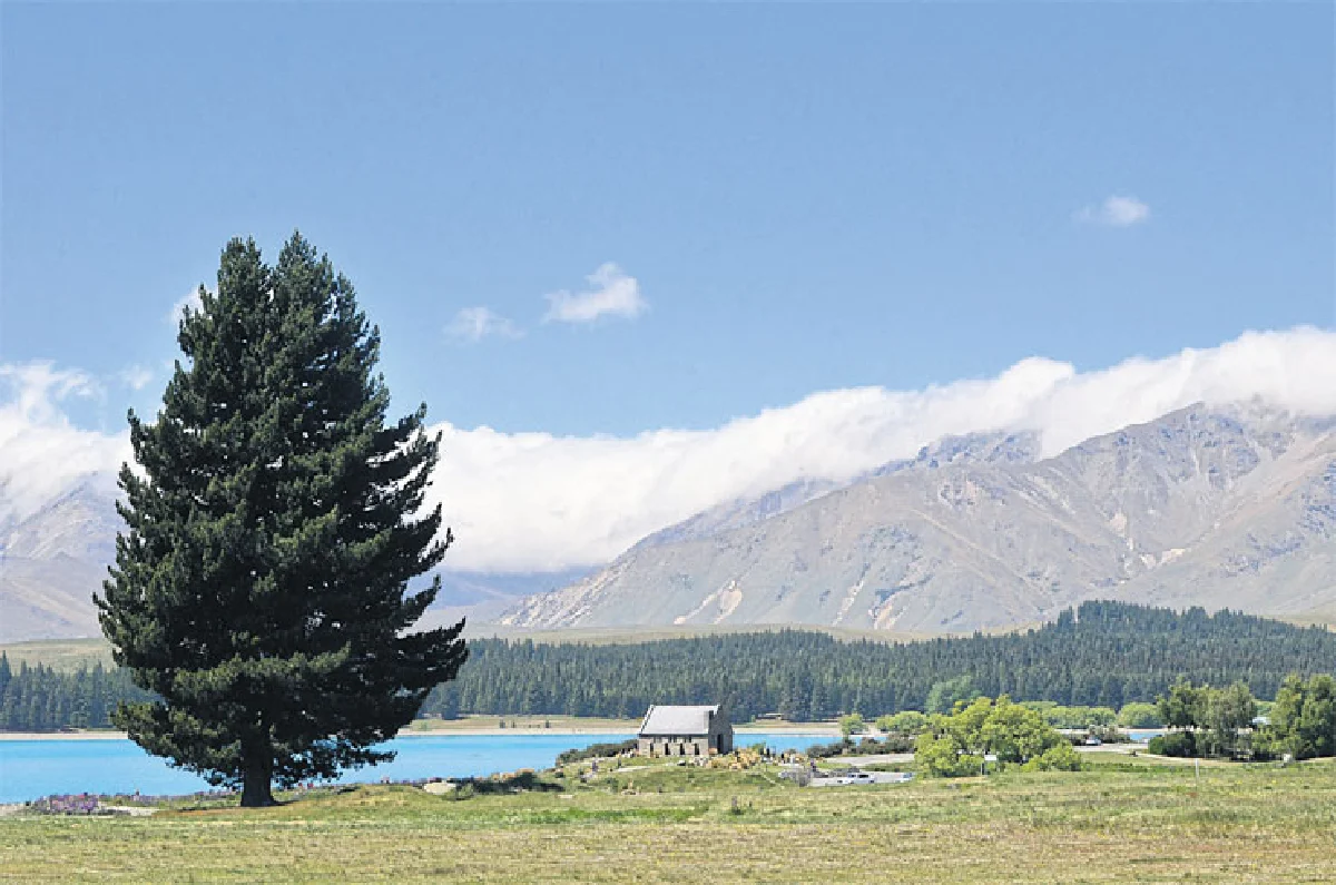 หัวใจเต้นถี่ที่ เกาะใต้นิวซีแลนด์