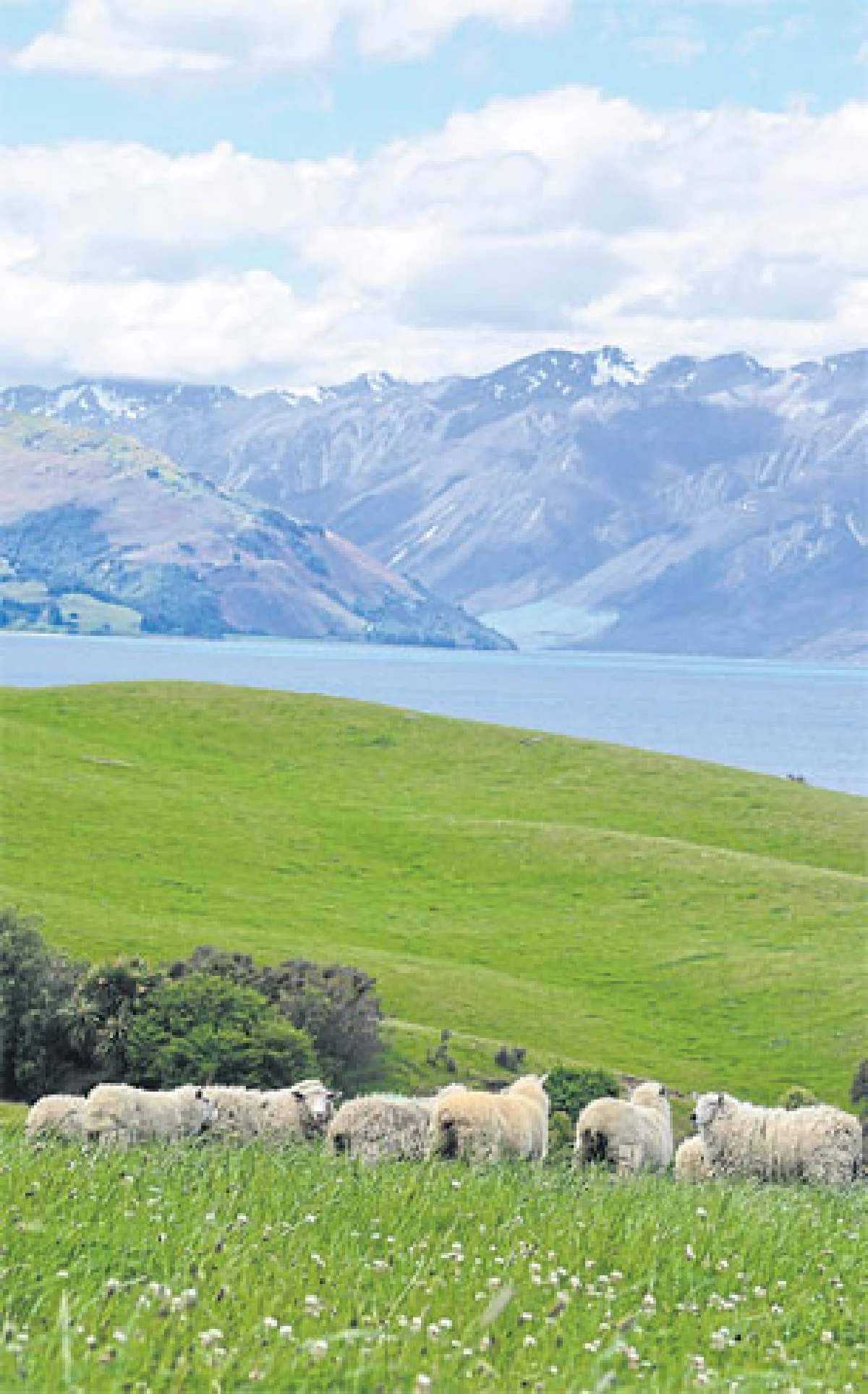 หัวใจเต้นถี่ที่ เกาะใต้นิวซีแลนด์