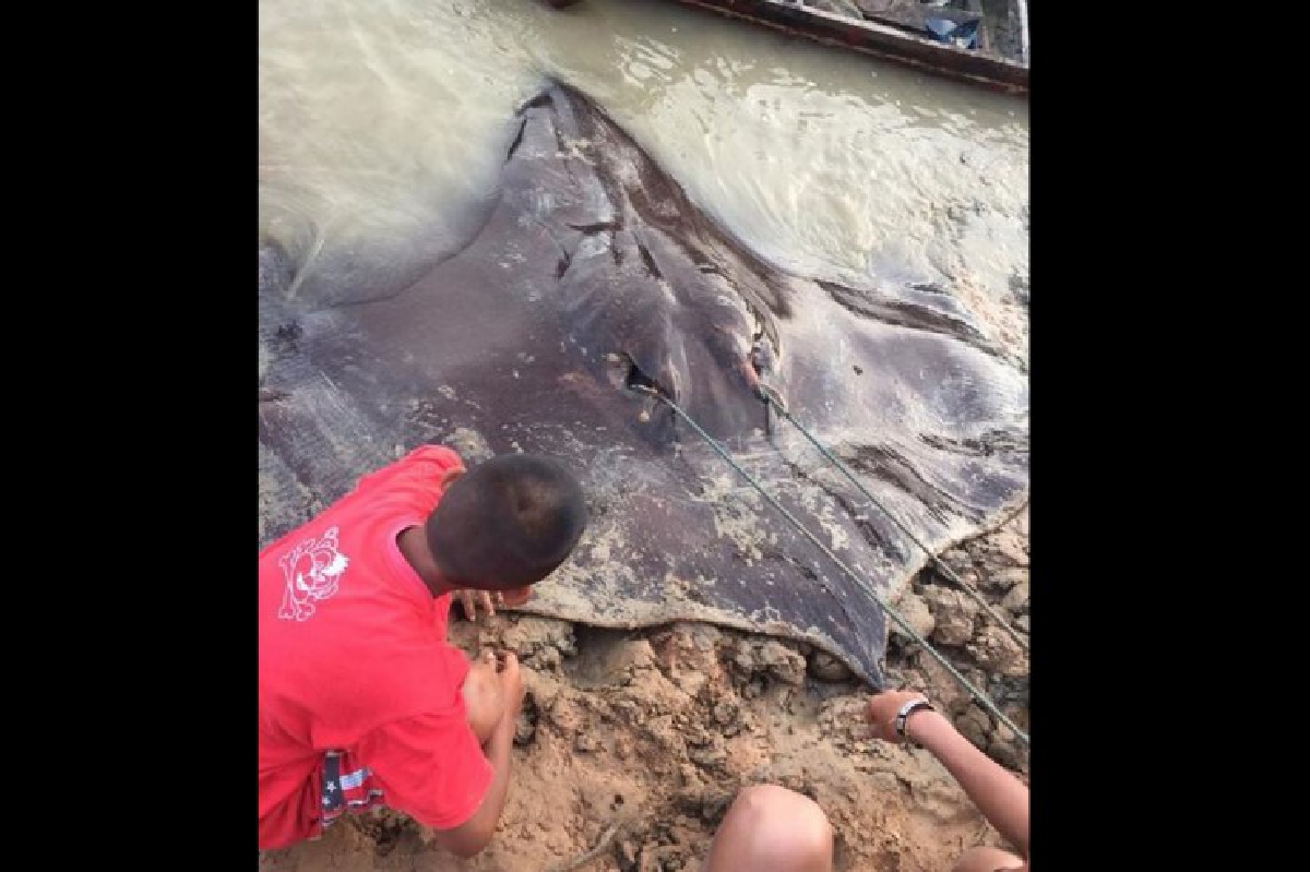 จับกระเบนราหูยักษ์ในลำน้ำโขงได้ครั้งแรกในรอบ20ปี จับกระเบนราหูยักษ์ในลำน้ำโขงได้ครั้งแรกในรอบ20ปี
