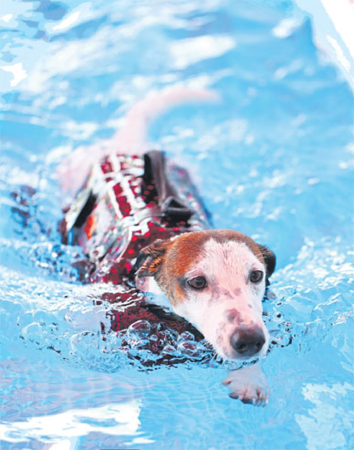 ด็อก สปอร์ต คลับ สโมสรสำกหรับคนรักสุนัข