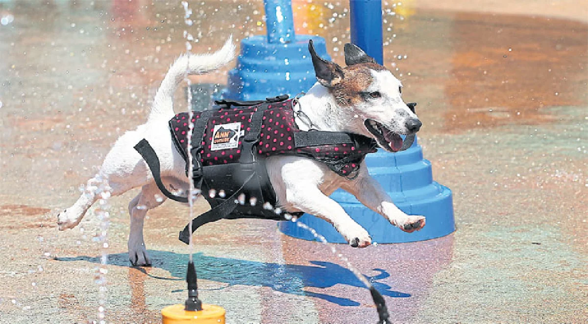 ด็อก สปอร์ต คลับ สโมสรสำกหรับคนรักสุนัข