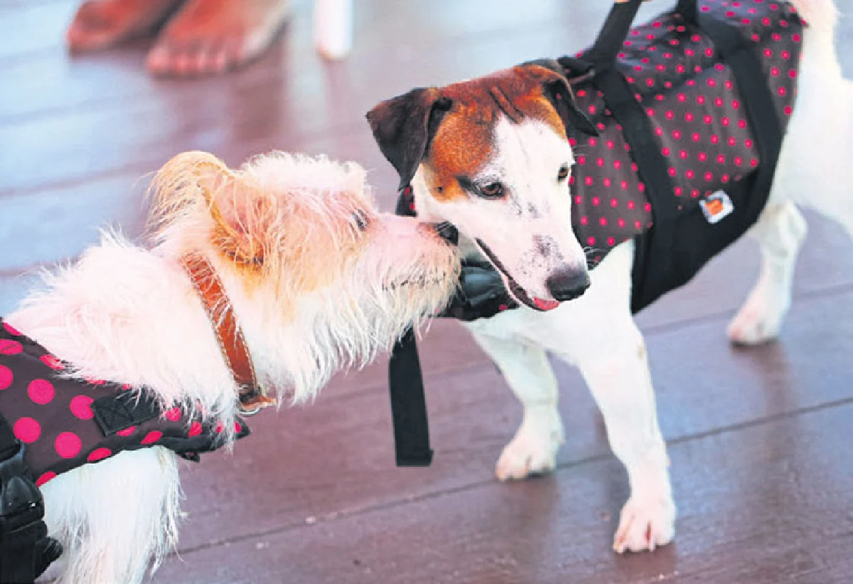 ด็อก สปอร์ต คลับ สโมสรสำกหรับคนรักสุนัข