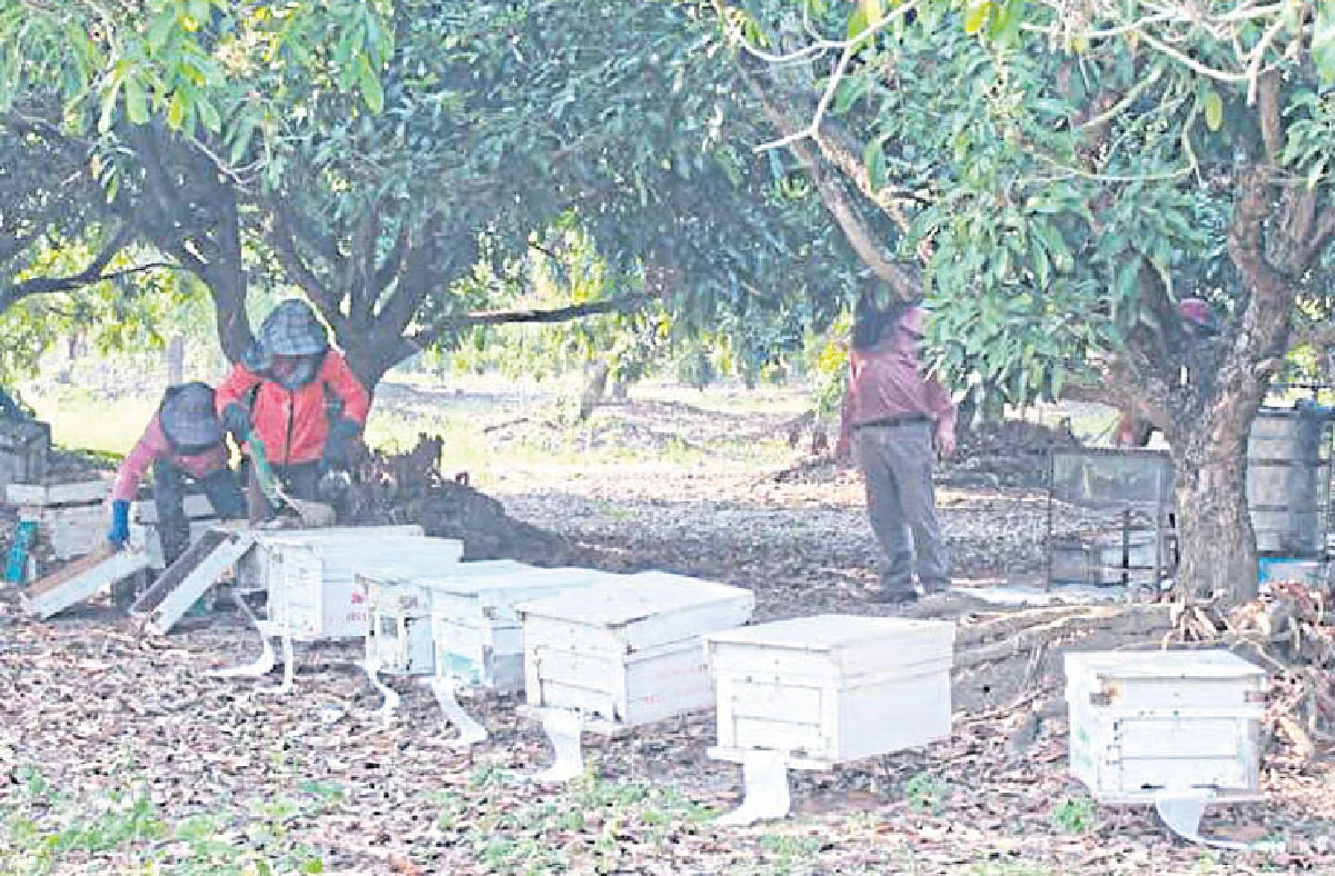 ทนายพลิกอาชีพ ปลดหนี้ 10 ล้านด้วยฟาร์มผึ้ง