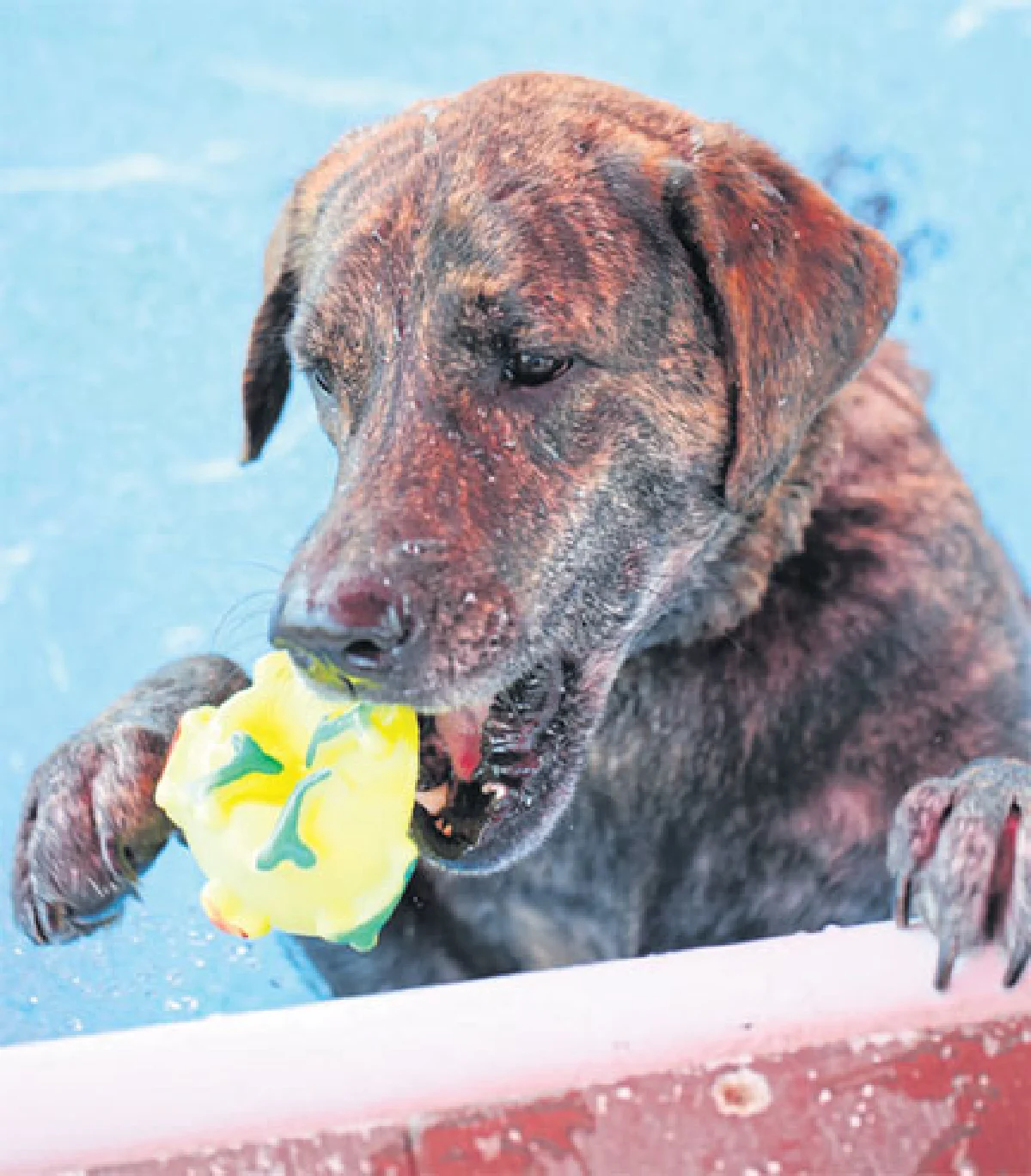 ด็อก สปอร์ต คลับ สโมสรสำกหรับคนรักสุนัข