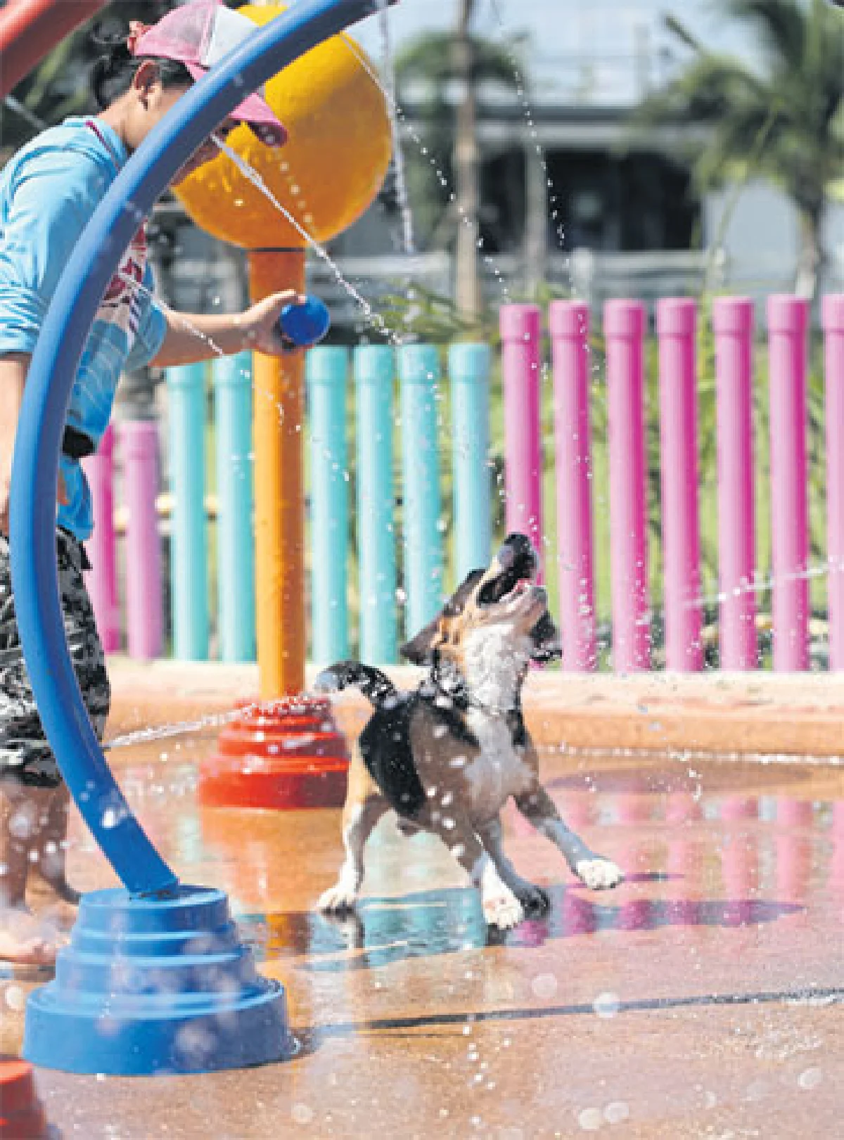 ด็อก สปอร์ต คลับ สโมสรสำกหรับคนรักสุนัข