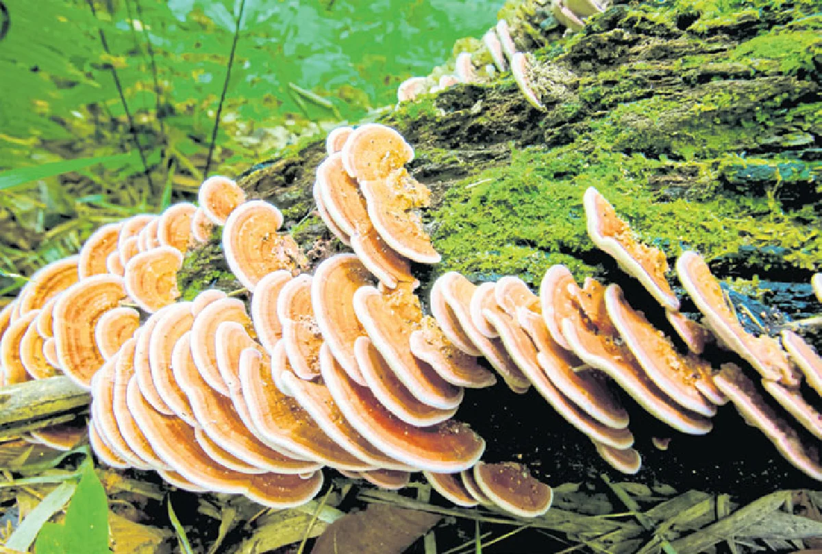 ดอยหนอก เสียว ชัน สวย