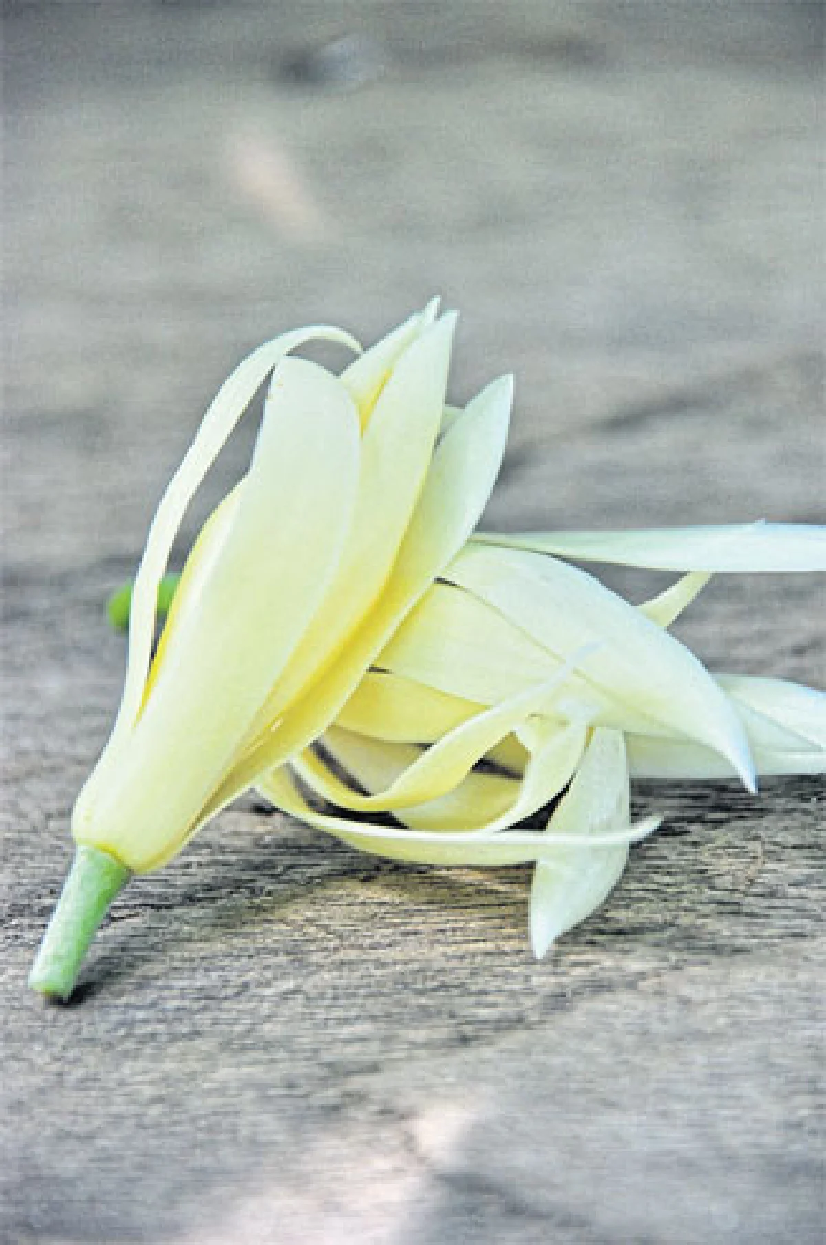 ปลูกไม้ดอก ส่งกลิ่นหอมให้ทั่วบ้าน