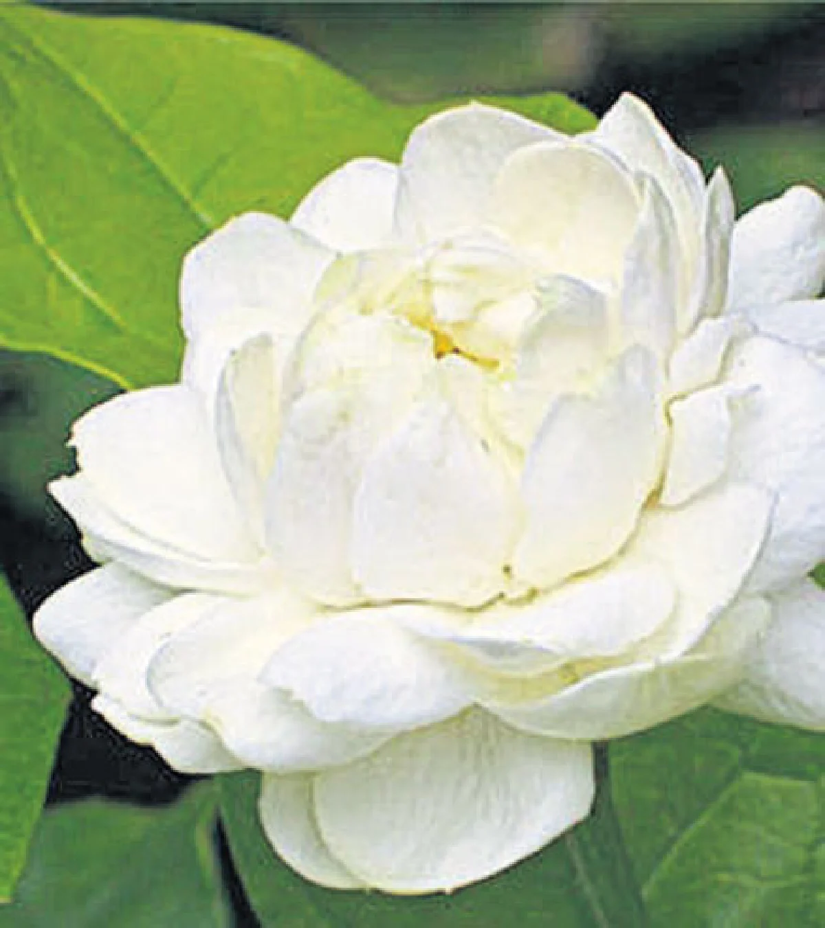 ปลูกไม้ดอก ส่งกลิ่นหอมให้ทั่วบ้าน