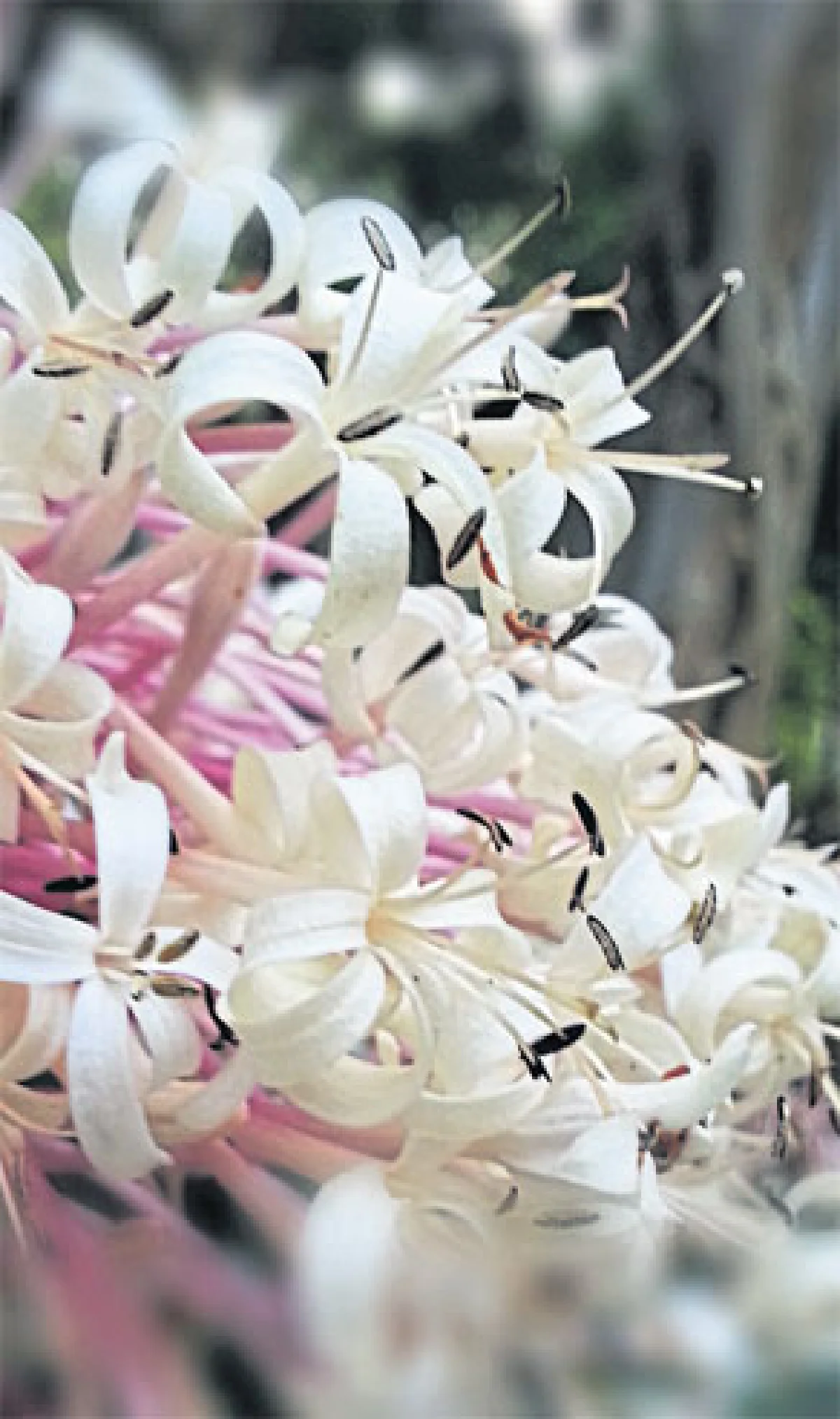 ปลูกไม้ดอก ส่งกลิ่นหอมให้ทั่วบ้าน