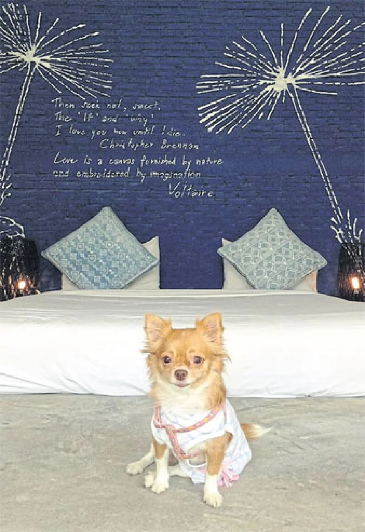 พาน้องหมาไปเริงร่า ที่ White at Sea หาดแม่รำพึง