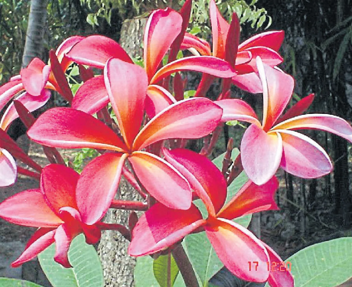 ปลูกไม้ดอก ส่งกลิ่นหอมให้ทั่วบ้าน