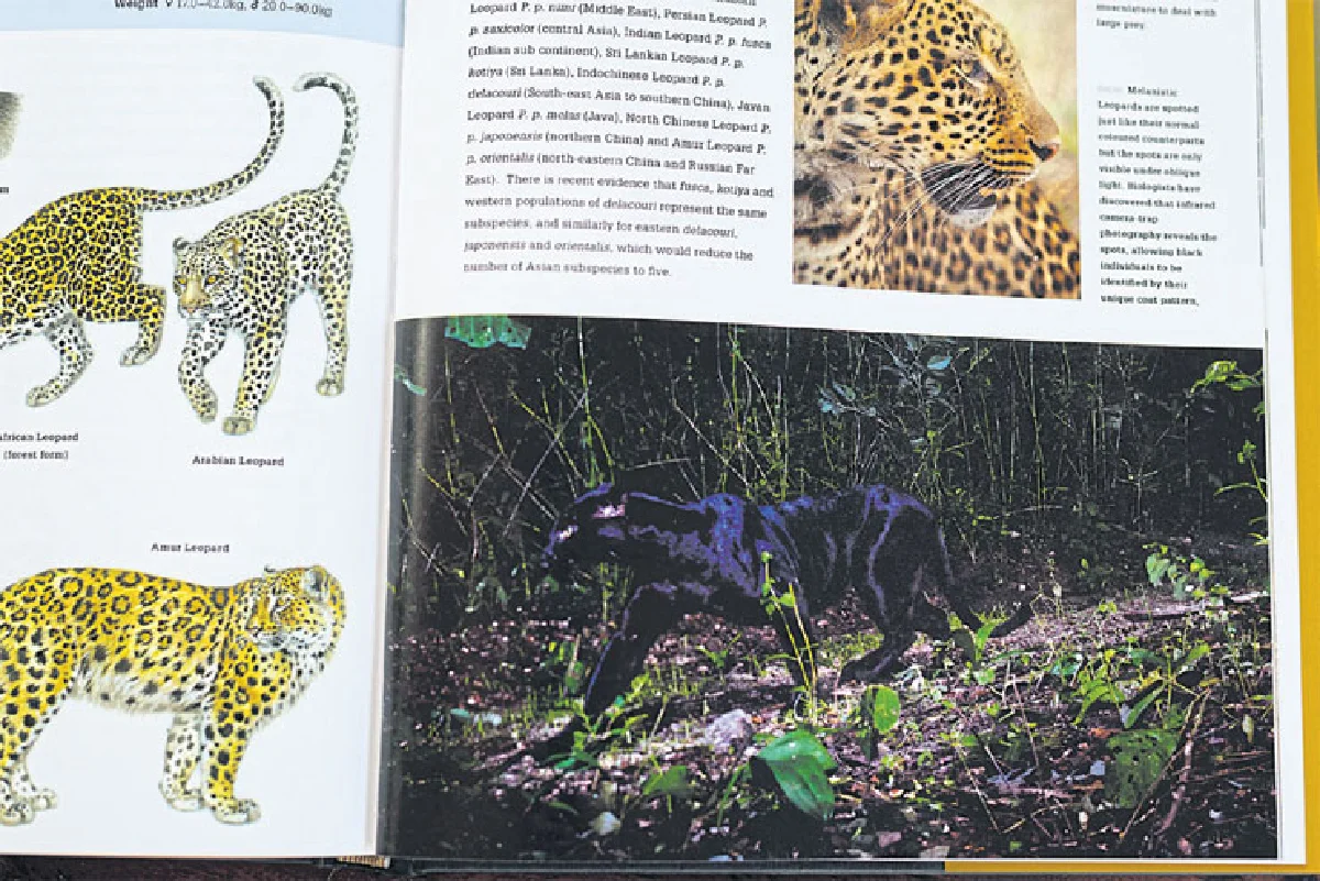 ไอ้ดำดึ ออฟ ไทยแลนด์