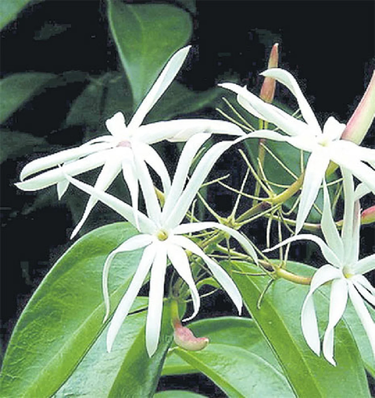 ปลูกไม้ดอก ส่งกลิ่นหอมให้ทั่วบ้าน