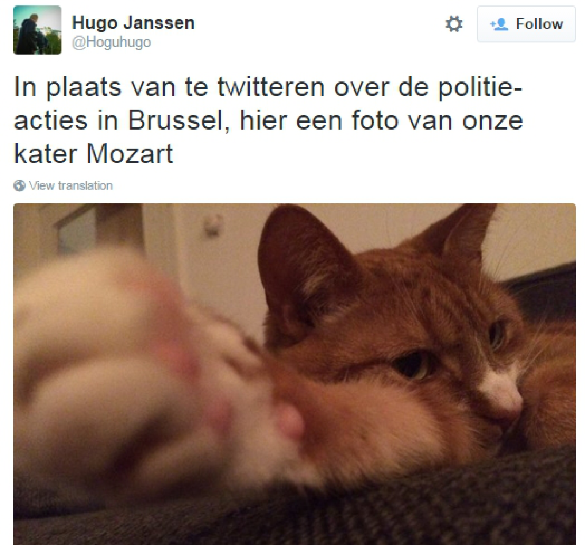 Cat photos greet police request for social media silence