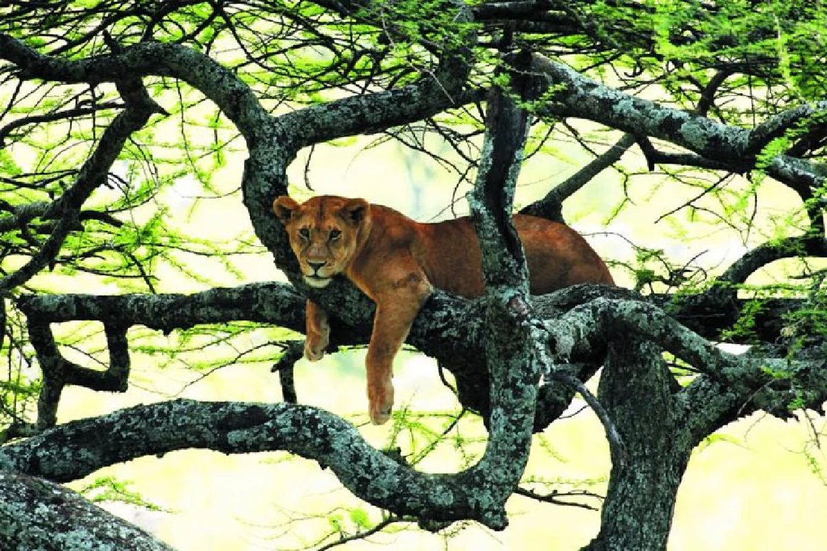 เมื่อ ‘ช่างภาพสัตว์ป่า’ แสดงพลัง!