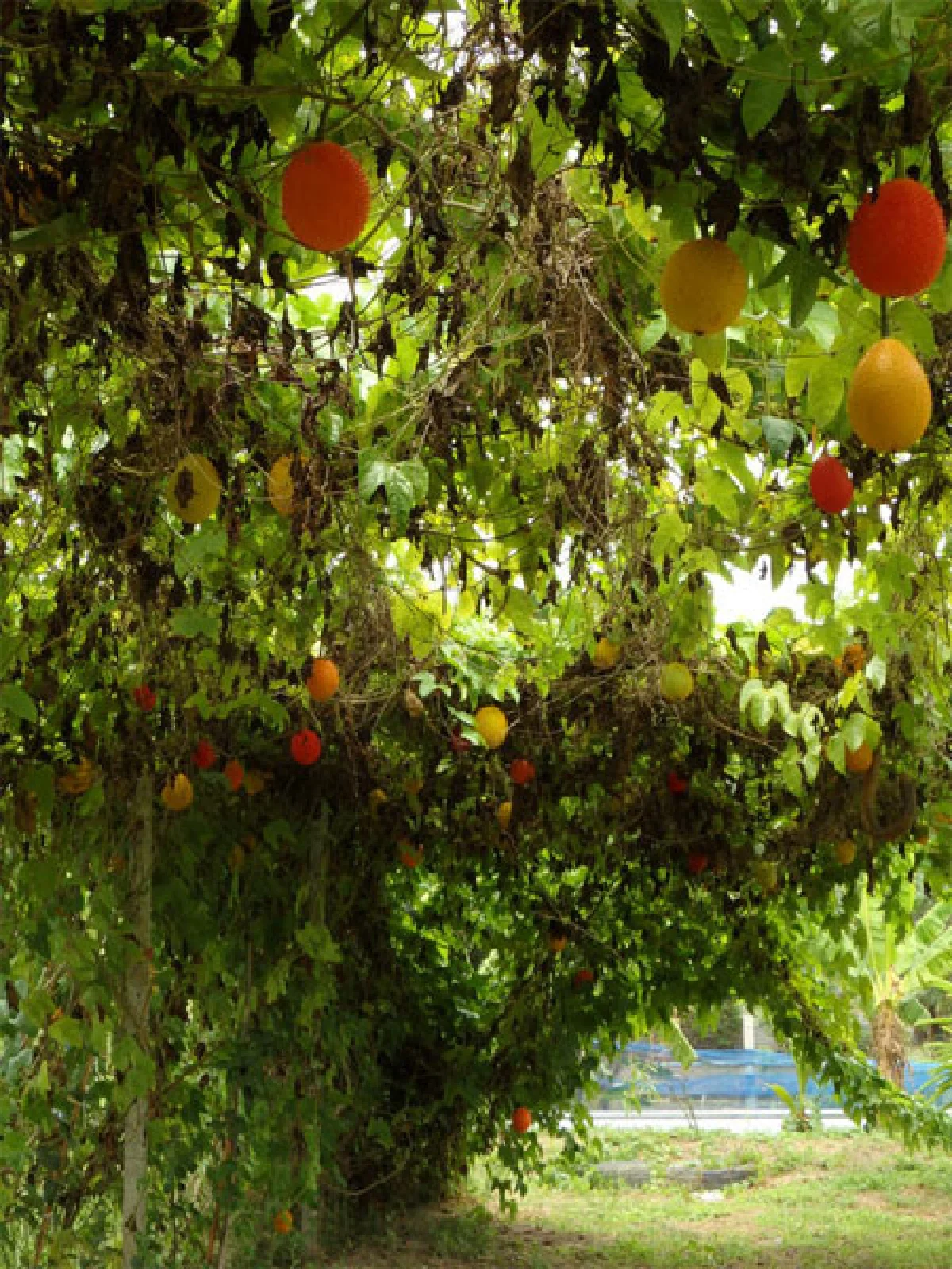 ปั่นไป...(กิน)คลีนไป ที่สามพราน