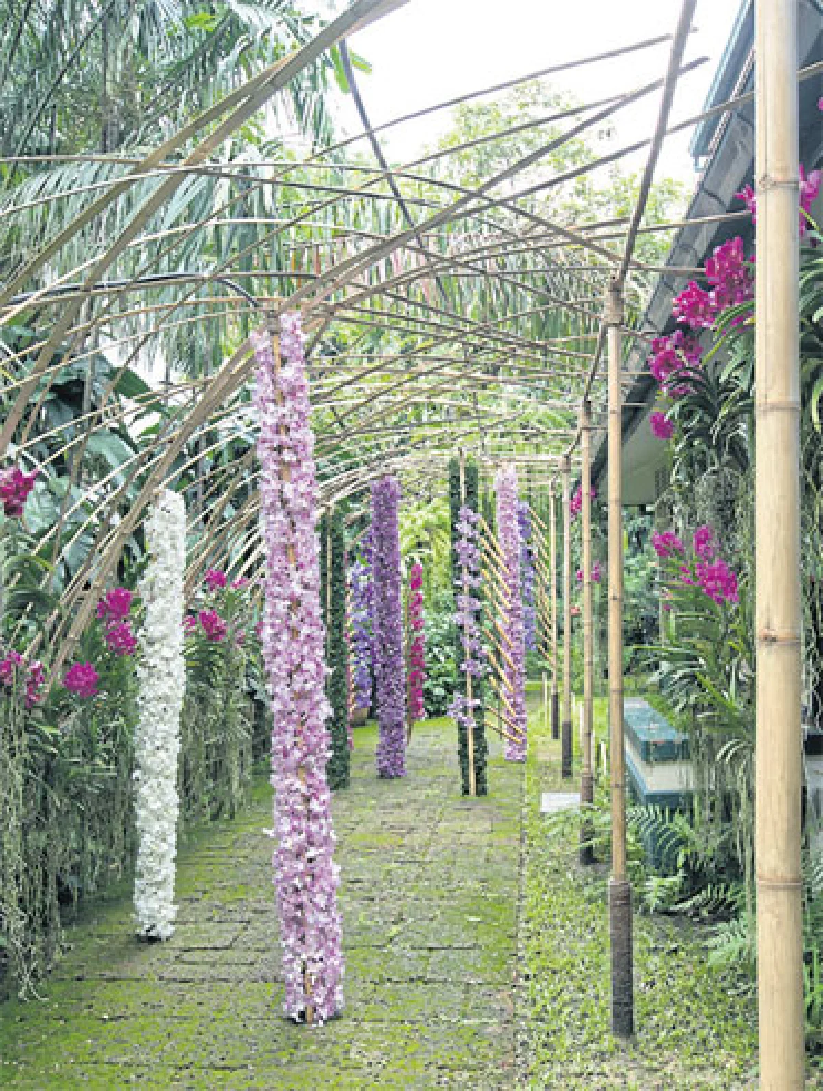 แวนด้าแห่งเหมันต์