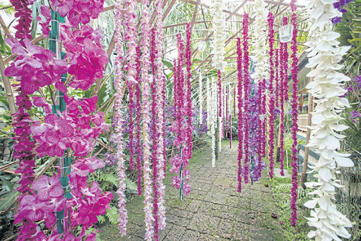 แวนด้าแห่งเหมันต์